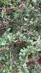 Crataegus