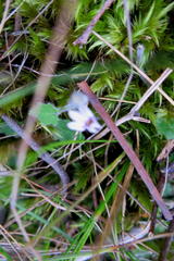 Lobelia ardisiandroides