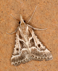 Stemmatophora borgialis