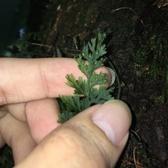 Crepidomanes latealatum