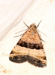 Pseudozarba bipartita