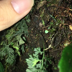 Crepidomanes latealatum