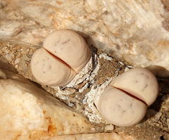 Lithops ruschiorum image