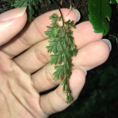 Crepidomanes latealatum