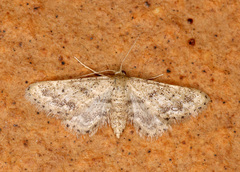 Idaea fractilineata