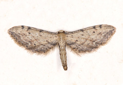 Idaea incalcarata
