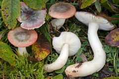 Russula laccata