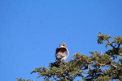 Polihierax semitorquatus