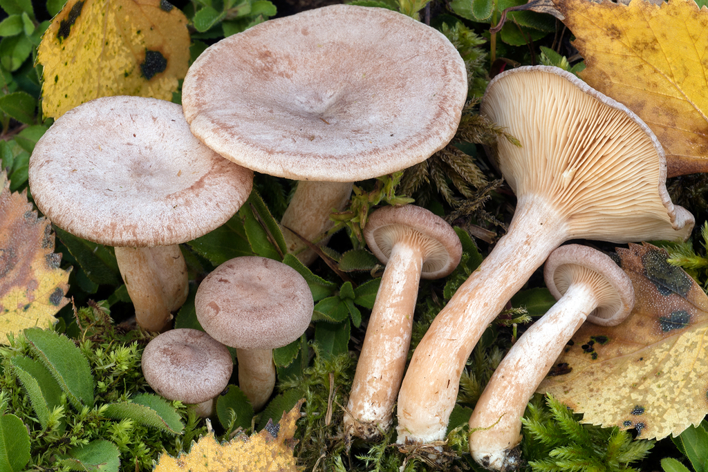 Coconut Milkcap