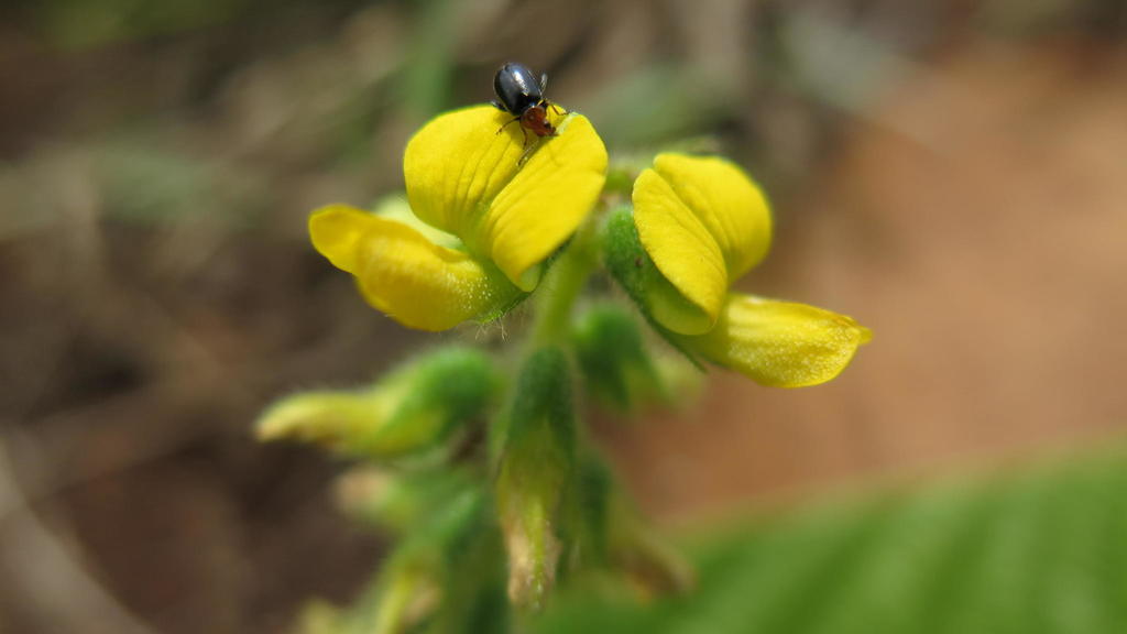 Eriosema lucipetum