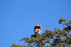 Polihierax semitorquatus