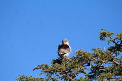 Polihierax semitorquatus