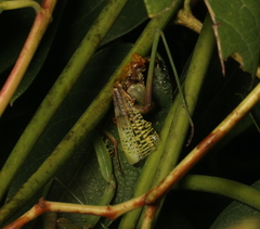 Eumantodea