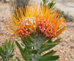 Leucospermum erubescens