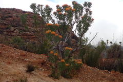 Leucospermum erubescens