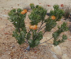 Leucospermum erubescens