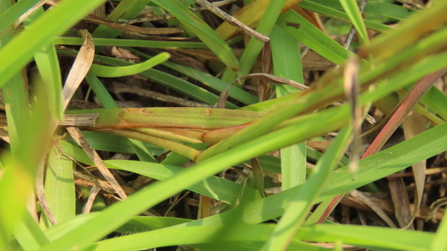 Image of Centipede Grass (Eremochloa ophiuroides) by (c) chiuluan, some rights reserved (CC BY)