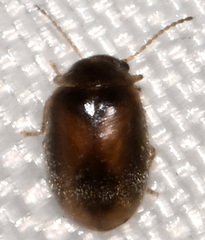 Contacyphon variabilis