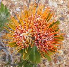 Leucospermum erubescens