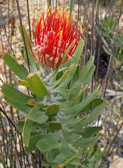 Leucospermum erubescens