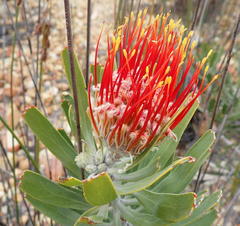 Leucospermum erubescens