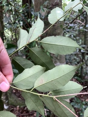 Chinese Holly (Ilex ficoidea)