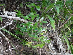 Scandia rosifolia