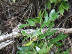 Scandia rosifolia