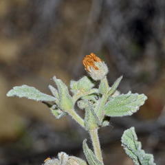 Hermannia althaeifolia