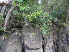 Scandia rosifolia
