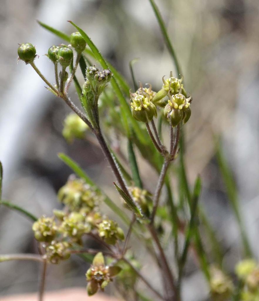 Schizoglossum aschersonianum