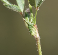 Trifolium albopurpureum