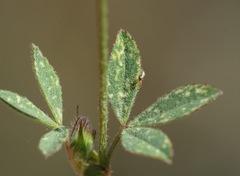 Trifolium albopurpureum