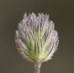 Trifolium albopurpureum