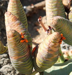 Probergrothius angolensis