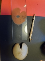 Kuehneromyces marginellus