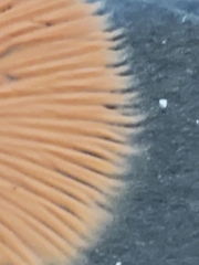 Kuehneromyces marginellus