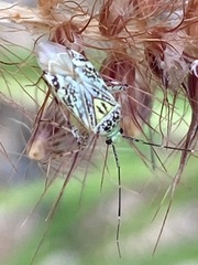 Taedia marmorata