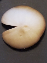 Kuehneromyces marginellus