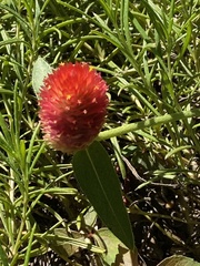Gomphrena haageana