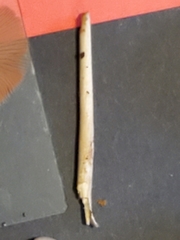 Kuehneromyces marginellus