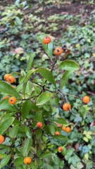 Magnoliopsida