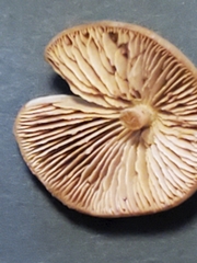 Kuehneromyces marginellus
