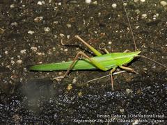Euconocephalus varius