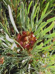 Protea acuminata