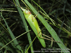 Euconocephalus varius