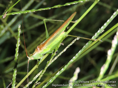 Conocephalus chinensis