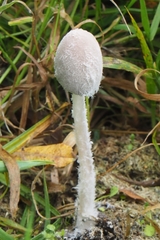 Coprinopsis pseudonivea
