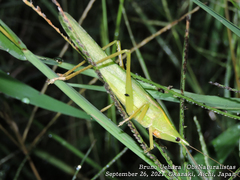 Euconocephalus varius