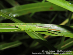Euconocephalus varius